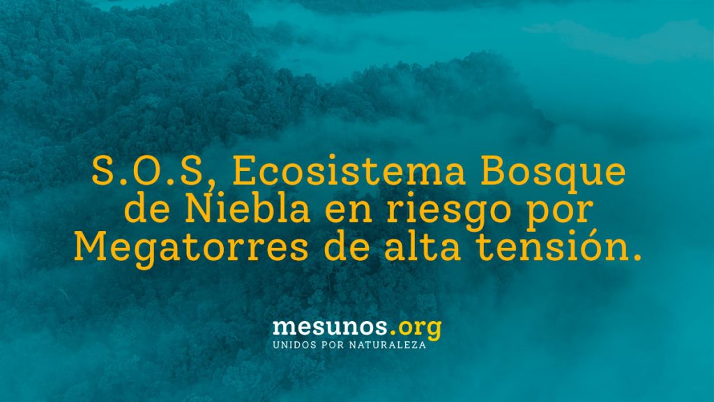 S.O.S, Ecosistema Bosque de Niebla en riesgo por Megatorres de alta tensión